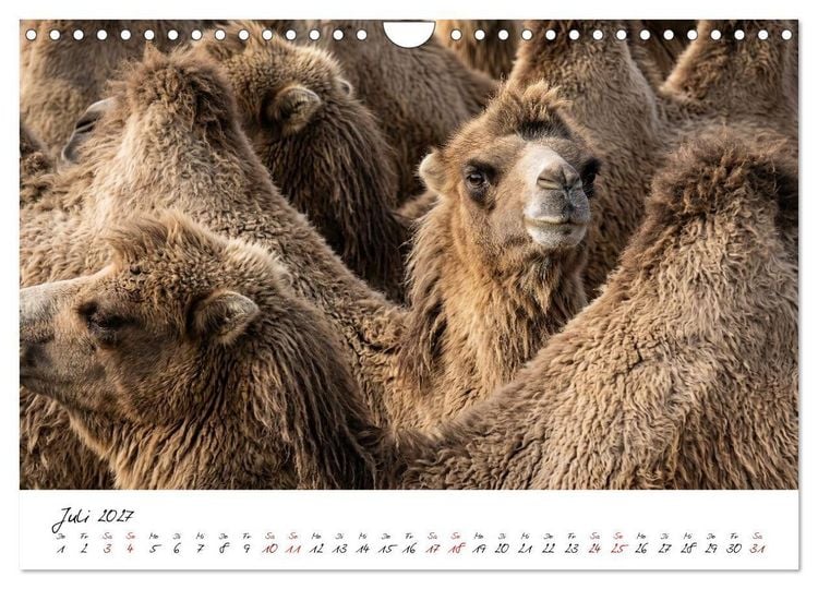 Produktbild: Better Together - Herdenmomente (Wandkalender 2027 DIN A4 quer), CALVENDO Monatskalender