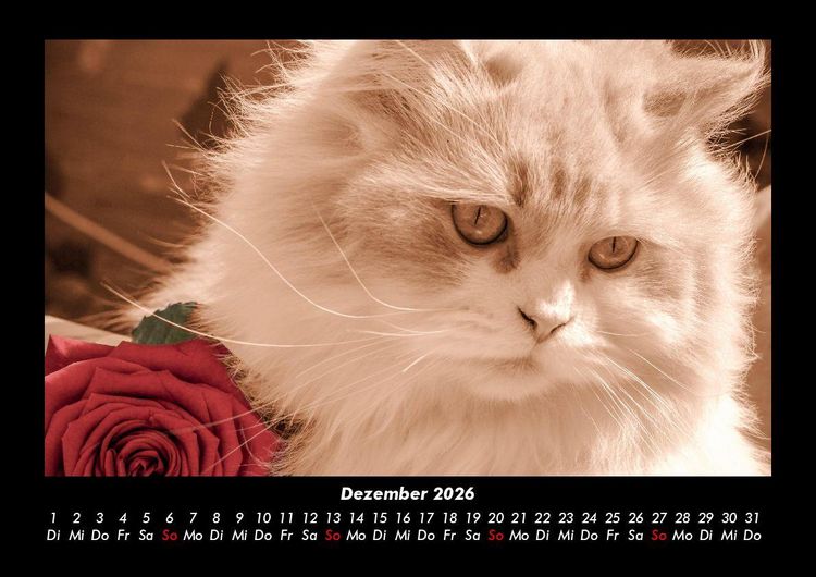 Produktbild: F&uuml;r Katzenfreunde 2026 Fotokalender DIN A3