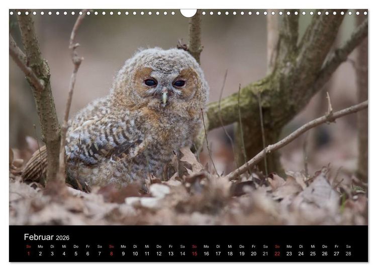 Produktbild: Waldk&auml;uze, fotografiert in M&uuml;nchen (Wandkalender 2026 DIN A3 quer), CALVENDO Monatskalender