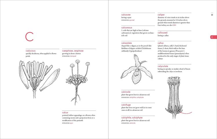 Produktbild: A Botanist's Vocabulary