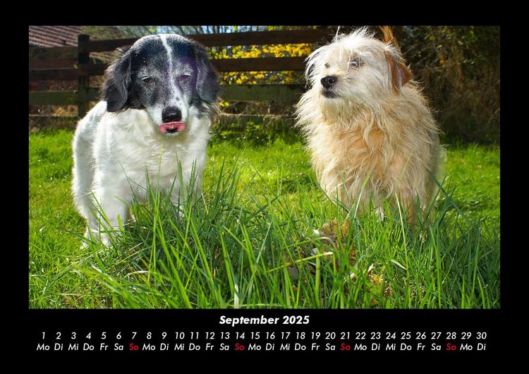 Produktbild: Hundezauber 2025 Fotokalender DIN A3