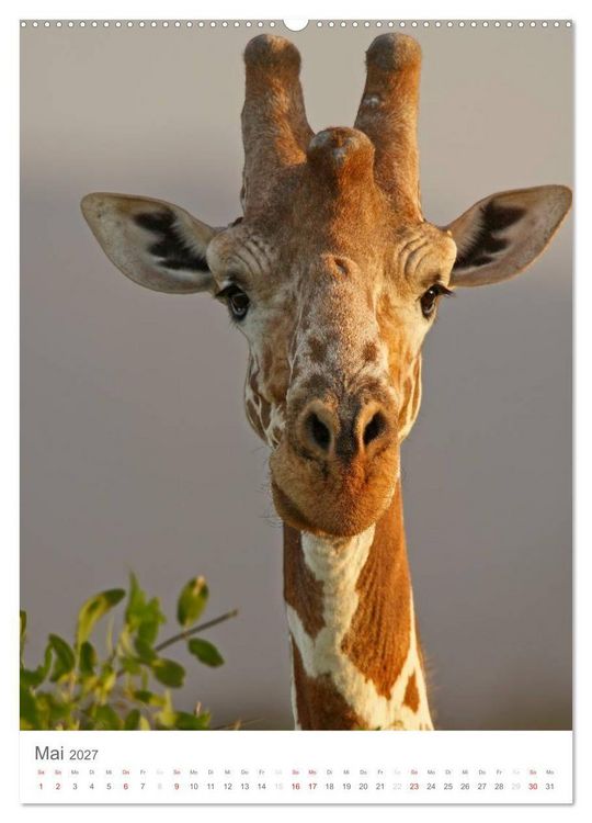 Produktbild: Magie des Augenblicks - Giraffen - Riesen der Savanne (Wandkalender 2027 DIN A2 hoch), CALVENDO Monatskalender