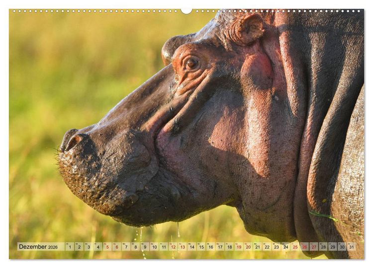 Produktbild: Faszination Afrika: Flusspferde (Wandkalender 2026 DIN A2 quer), CALVENDO Monatskalender