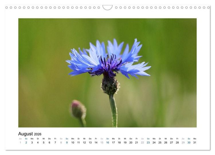 Produktbild: Kornblumen - Blaue Sch&ouml;nheiten (Wandkalender 2026 DIN A3 quer), CALVENDO Monatskalender