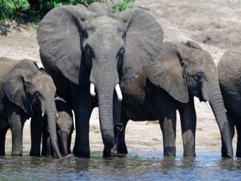 Produktbild: CALVENDO Puzzle Ein Motiv aus dem Kalender R&uuml;sseltiere - Afrikanische Elefanten | 1000 Teile Lege-Gr&ouml;&szlig;e 64x48cm Foto-Puzzle f&uuml;r gl&uuml;ckliche Stunden