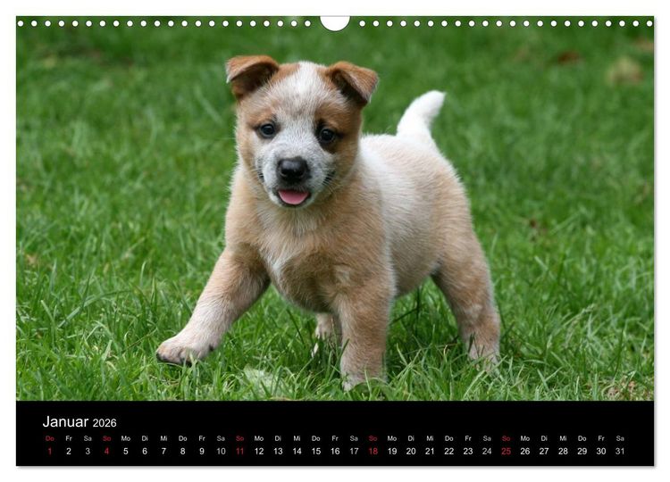 Produktbild: Australian Cattle Dog Welpen (Wandkalender 2026 DIN A3 quer), CALVENDO Monatskalender