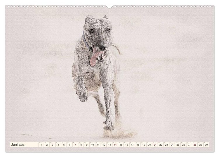 Produktbild: Whippet 2026 (Wandkalender 2026 DIN A2 quer), CALVENDO Monatskalender