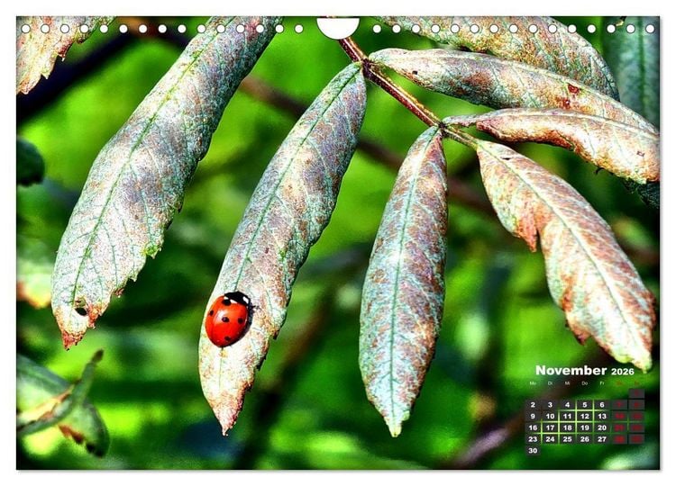 Produktbild: Viel Gl&uuml;ck! (Wandkalender 2026 DIN A4 quer), CALVENDO Monatskalender