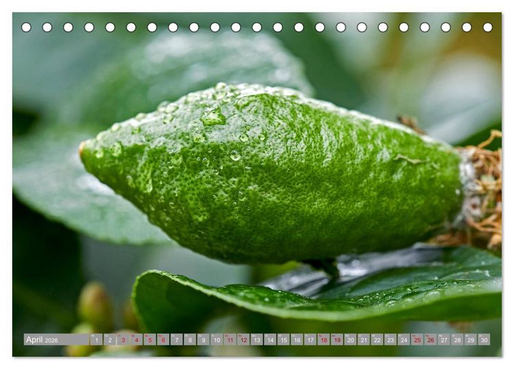 Produktbild: Bio Zitrus Garten (Tischkalender 2026 DIN A5 quer), CALVENDO Monatskalender