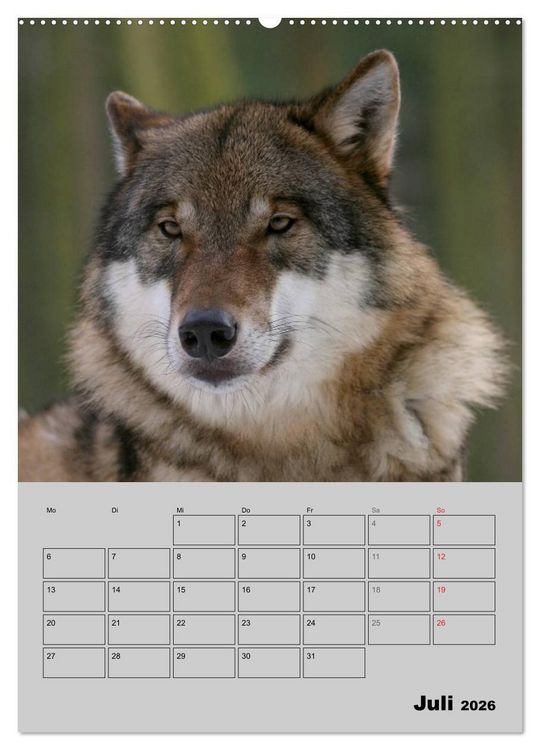 Produktbild: Wolf-Gesichter (Wandkalender 2026 DIN A2 hoch), CALVENDO Monatskalender