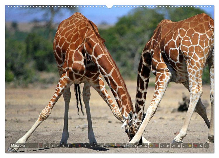 Produktbild: Giraffen - Sanftheit und Anmut (Wandkalender 2026 DIN A2 quer), CALVENDO Monatskalender