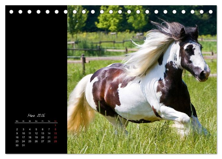 Produktbild: Irish Tinker (Tischkalender 2026 DIN A5 quer), CALVENDO Monatskalender