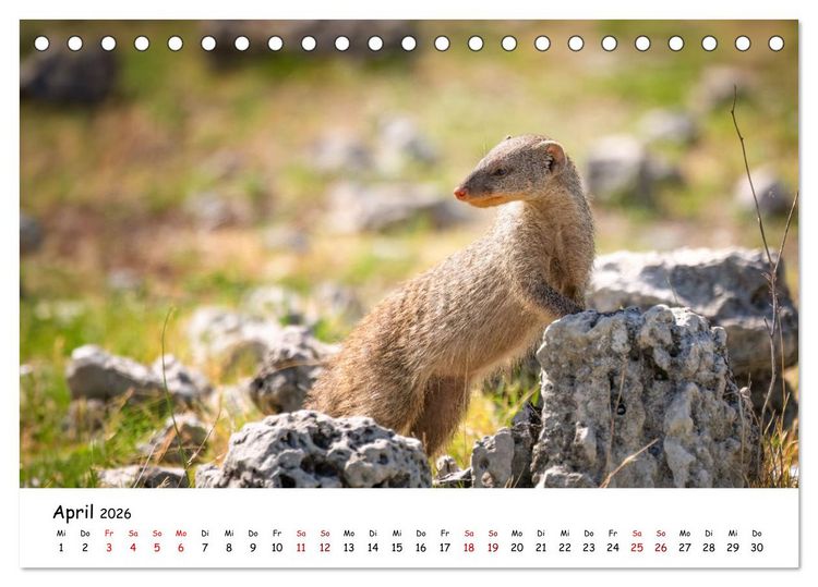Produktbild: Afrikas kleine Stars (Tischkalender 2026 DIN A5 quer), CALVENDO Monatskalender