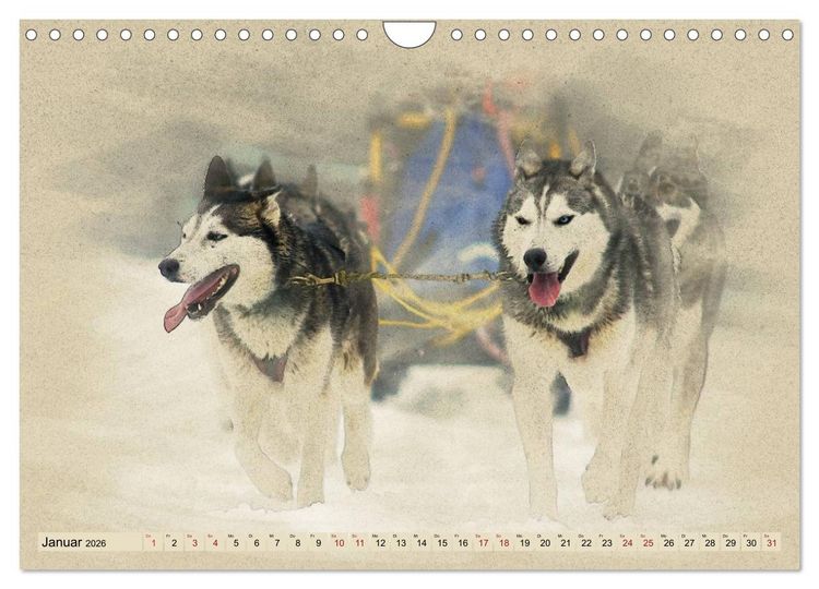 Produktbild: Schlittenhunde 2026 (Wandkalender 2026 DIN A4 quer), CALVENDO Monatskalender