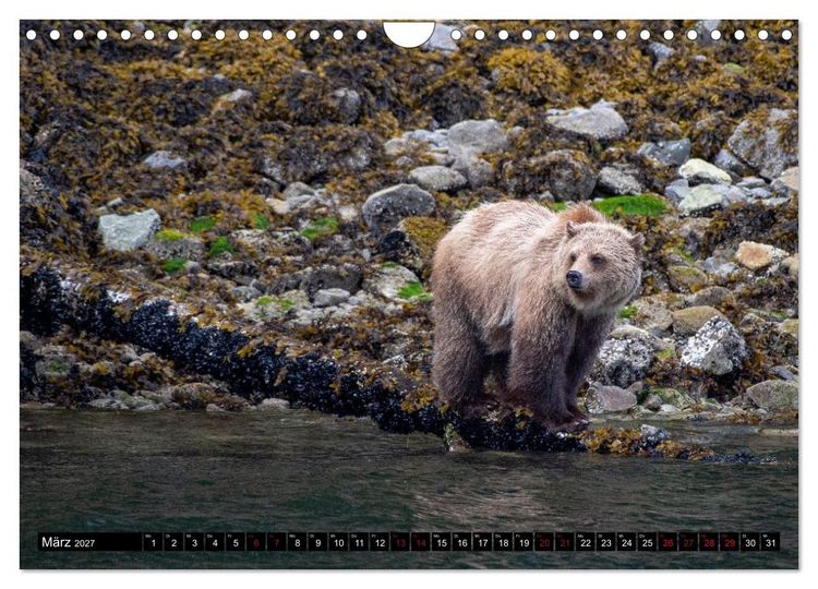 Produktbild: Grizzlys und Geisterb&auml;ren - Glendale Cove, Kanada (Wandkalender 2027 DIN A4 quer), CALVENDO Monatskalender
