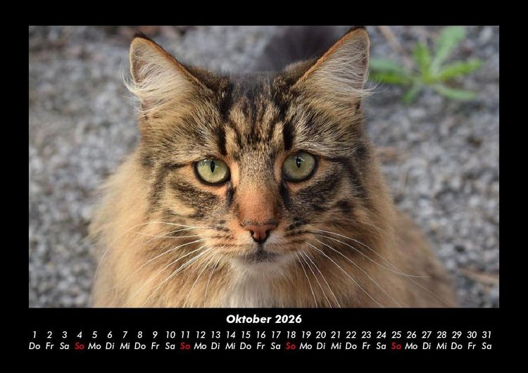 Produktbild: F&uuml;r Katzenfreunde 2026 Fotokalender DIN A3