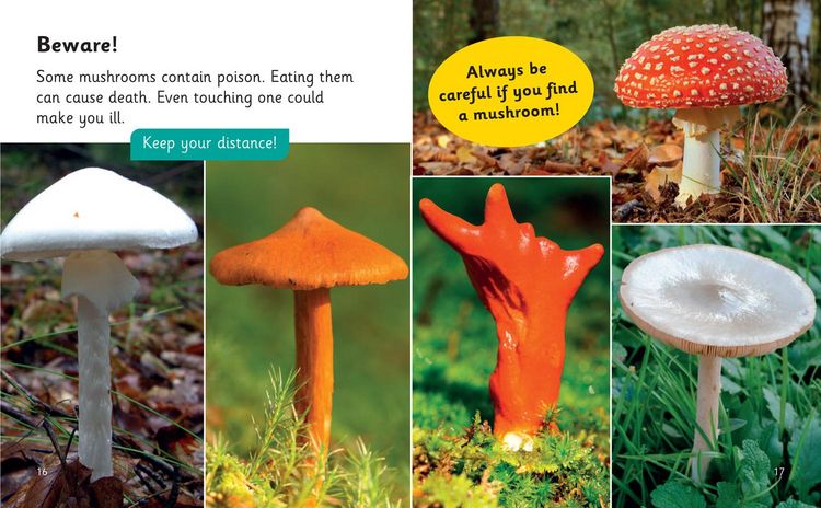 Produktbild: The Secret Life of Mushrooms