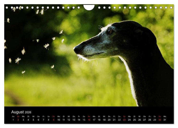 Produktbild: Der Windhundekalender (Wandkalender 2026 DIN A4 quer), CALVENDO Monatskalender