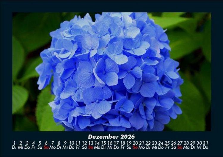 Produktbild: Blumentraum 2026 Fotokalender DIN A5