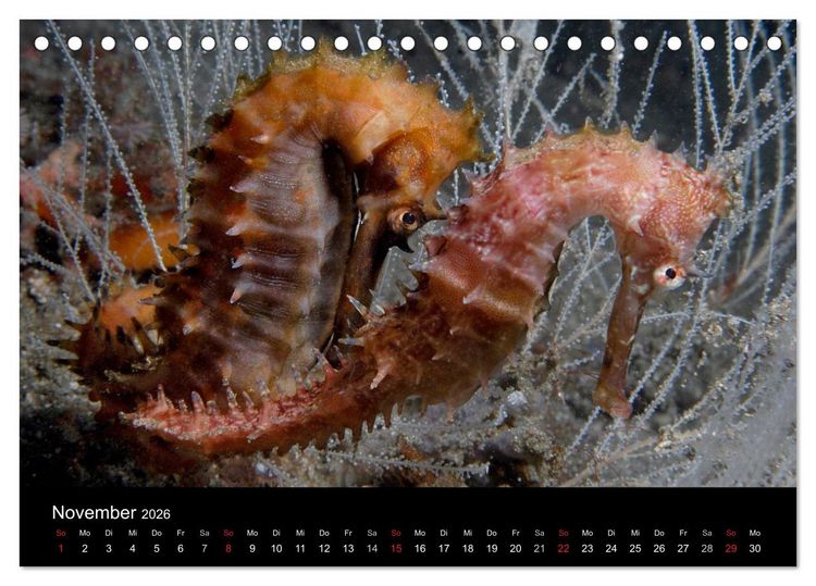 Produktbild: Unterwasser (Tischkalender 2026 DIN A5 quer), CALVENDO Monatskalender