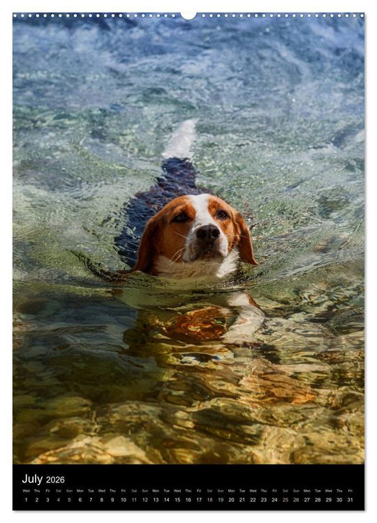 Produktbild: Beagles in action (High Quality Premium Wall Calendar 2026 DIN A2 portrait),CALVENDO 12 Month Wall Calendar