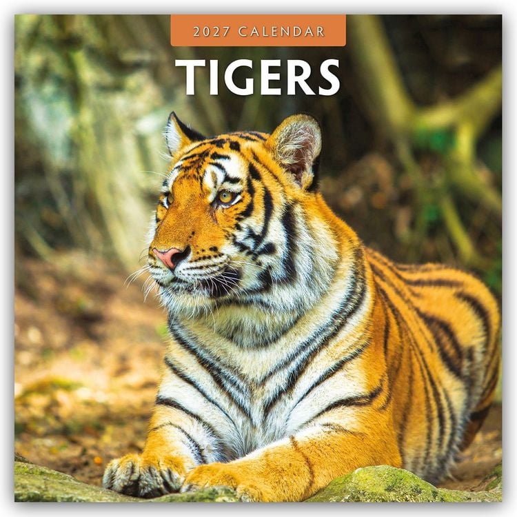 Produktbild: Tigers &ndash; Tiger 2027 &ndash; 16-Monatskalender