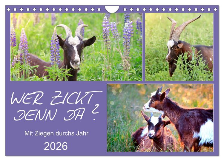 Produktbild: Wer zickt denn da? Mit Ziegen durchs Jahr (Wandkalender 2026 DIN A4 quer), CALVENDO Monatskalender