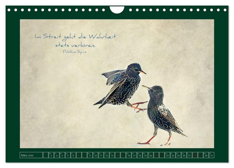 Produktbild: Stare und Weisheiten (Wandkalender 2026 DIN A4 quer), CALVENDO Monatskalender