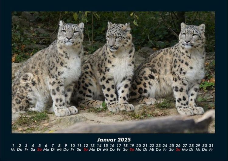 Produktbild: Welt der Tiere 2025 Fotokalender DIN A4