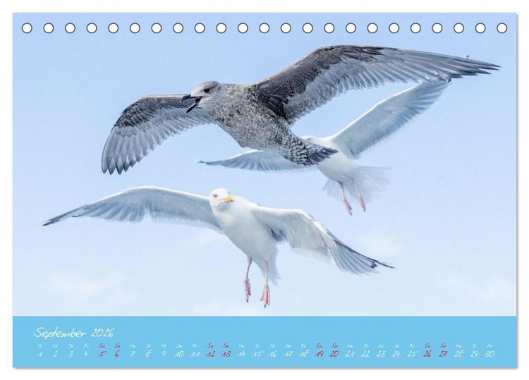 Produktbild: M&ouml;wen die Begleiter an Meer und See (Tischkalender 2026 DIN A5 quer), CALVENDO Monatskalender