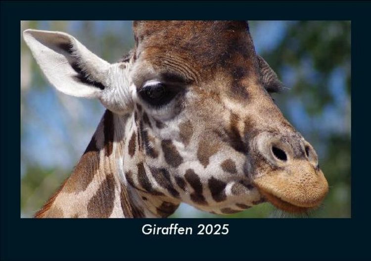 Produktbild: Giraffen 2025 Fotokalender DIN A5