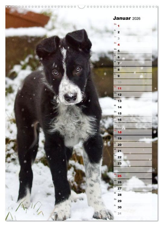 Produktbild: Mein Border Collie (hochwertiger Premium Wandkalender 2026 DIN A2 hoch), Kunstdruck in Hochglanz