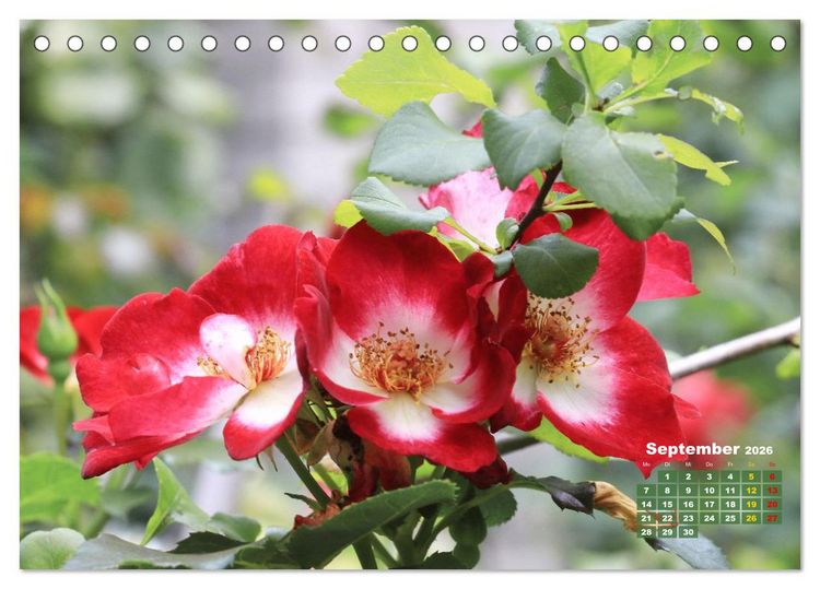 Produktbild: Sommerliche Bl&uuml;tentr&auml;ume (Tischkalender 2026 DIN A5 quer), CALVENDO Monatskalender