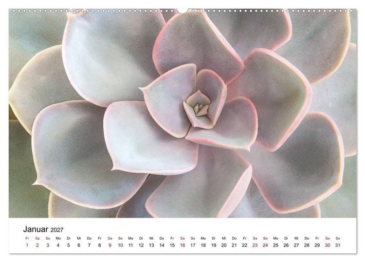 Produktbild: Sukkulenten Galerie (Wandkalender 2027 DIN A2 quer), CALVENDO Monatskalender