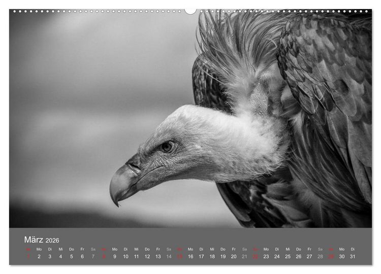 Produktbild: Tierische Augenblicke in Schwarz-Wei&szlig; (hochwertiger Premium Wandkalender 2026 DIN A2 quer), Kunstdruck in Hochglanz