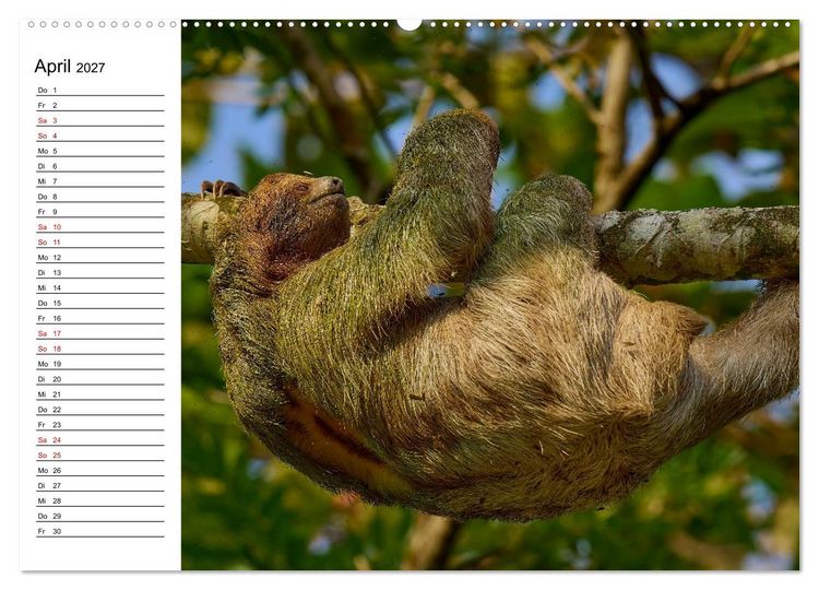 Produktbild: Costa Rica &ndash; Tierparadies im Regenwald (Wandkalender 2027 DIN A2 quer), CALVENDO Monatskalender