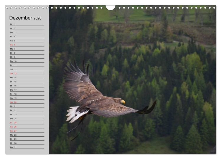 Produktbild: Adler und Greife. K&ouml;nige des Himmels (Wandkalender 2026 DIN A3 quer), CALVENDO Monatskalender