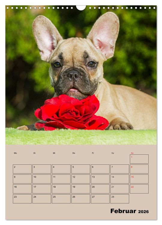 Produktbild: Jahresplaner Franz&ouml;sische Bulldogge (Wandkalender 2026 DIN A3 hoch), CALVENDO Monatskalender