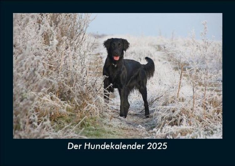 Produktbild: Der Hundekalender 2025 Fotokalender DIN A5