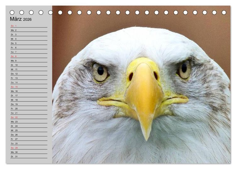 Produktbild: Adler und Greife. K&ouml;nige des Himmels (Tischkalender 2026 DIN A5 quer), CALVENDO Monatskalender