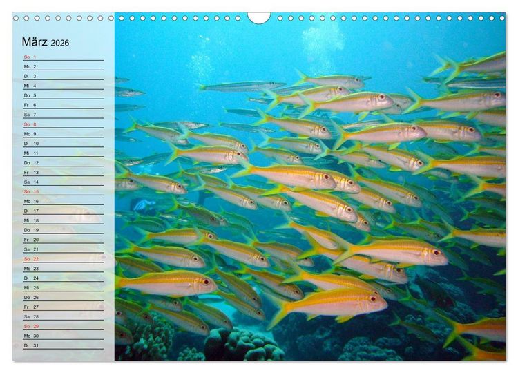 Produktbild: Paradiese im ewigen Blau. Die bunte Unterwasserwelt (Wandkalender 2026 DIN A3 quer), CALVENDO Monatskalender