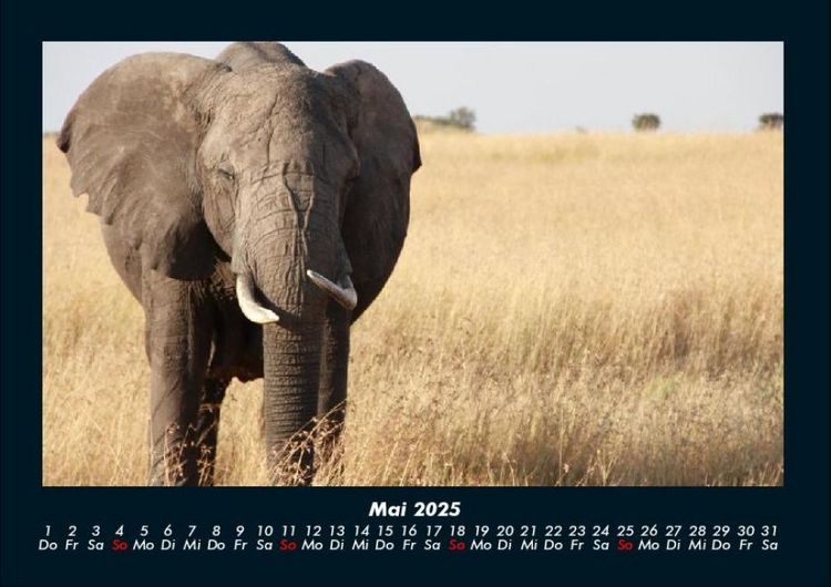 Produktbild: Der Elefantenkalender 2025 Fotokalender DIN A4