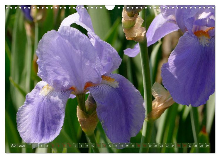 Produktbild: Iris - mond&auml;ne Gartensch&ouml;nheit (Wandkalender 2026 DIN A3 quer), CALVENDO Monatskalender