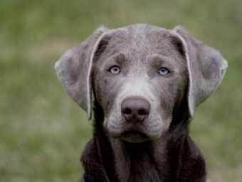 Produktbild: CALVENDO Puzzle Labrador-Welpe | 1000 Teile Lege-Gr&ouml;&szlig;e 64x48cm Foto-Puzzle f&uuml;r gl&uuml;ckliche Stunden