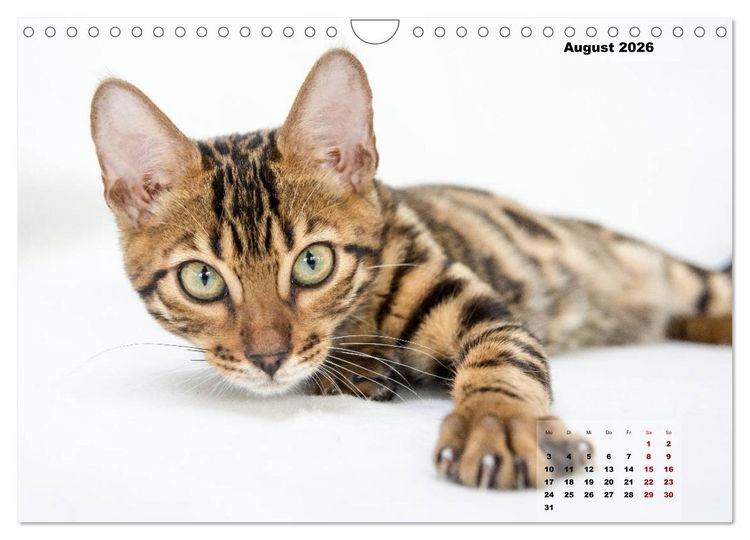 Produktbild: Bengal K&auml;tzchen 2 (Wandkalender 2026 DIN A4 quer), CALVENDO Monatskalender