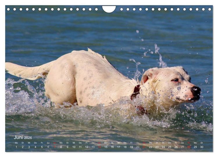 Produktbild: SPLASH - Hunde im Wasser (Wandkalender 2026 DIN A4 quer), CALVENDO Monatskalender