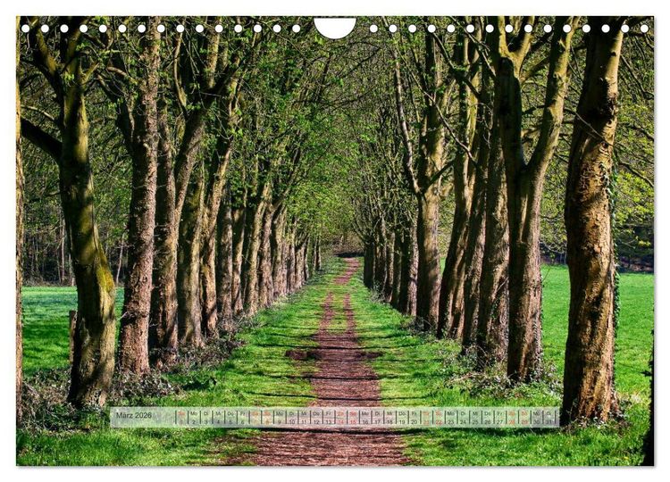 Produktbild: Wald im Bergischen Land 2026 (Wandkalender 2026 DIN A4 quer), CALVENDO Monatskalender