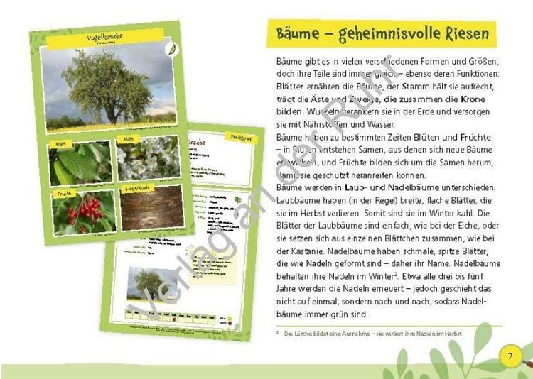Produktbild: Paket: Heimische B&auml;ume