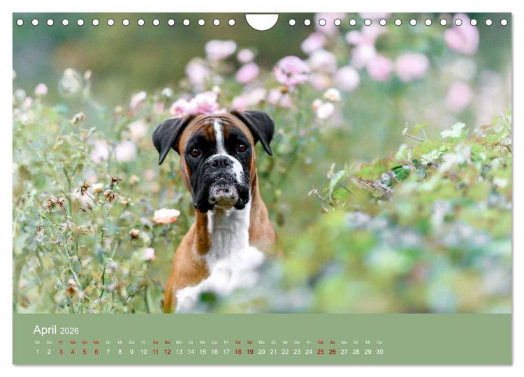 Produktbild: Fantastische Boxer - Sieger der Herzen (Wandkalender 2026 DIN A4 quer), CALVENDO Monatskalender