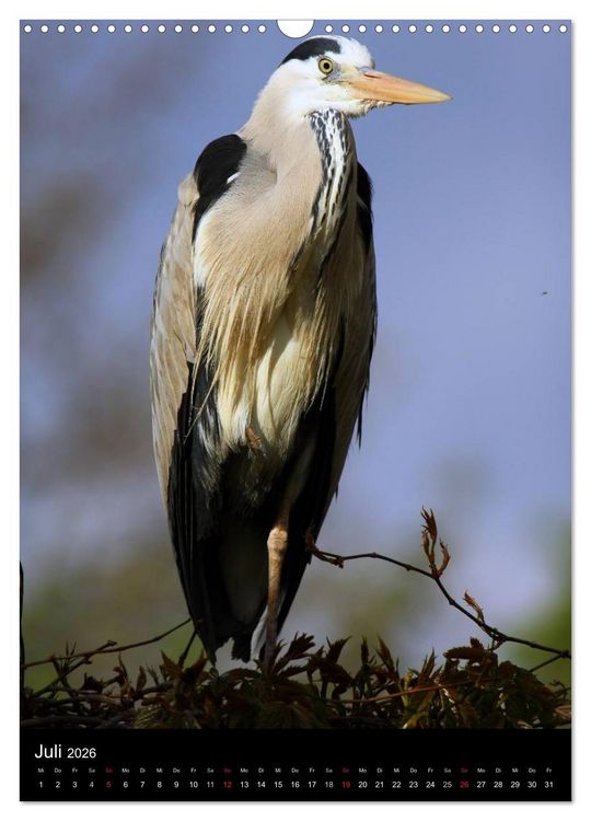 Produktbild: Wildlife 2026 (Wandkalender 2026 DIN A3 hoch), CALVENDO Monatskalender